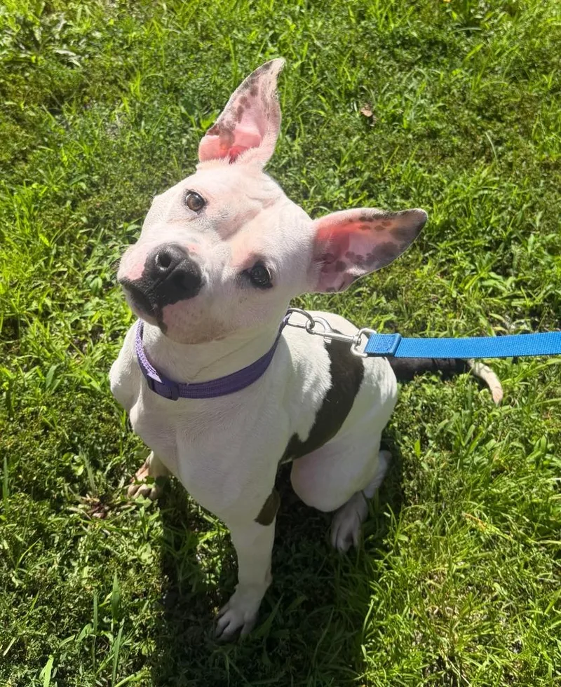 A young medium-sized female Mixed Breed dog named Tinkerbell for adoption in Hyde Park, NY