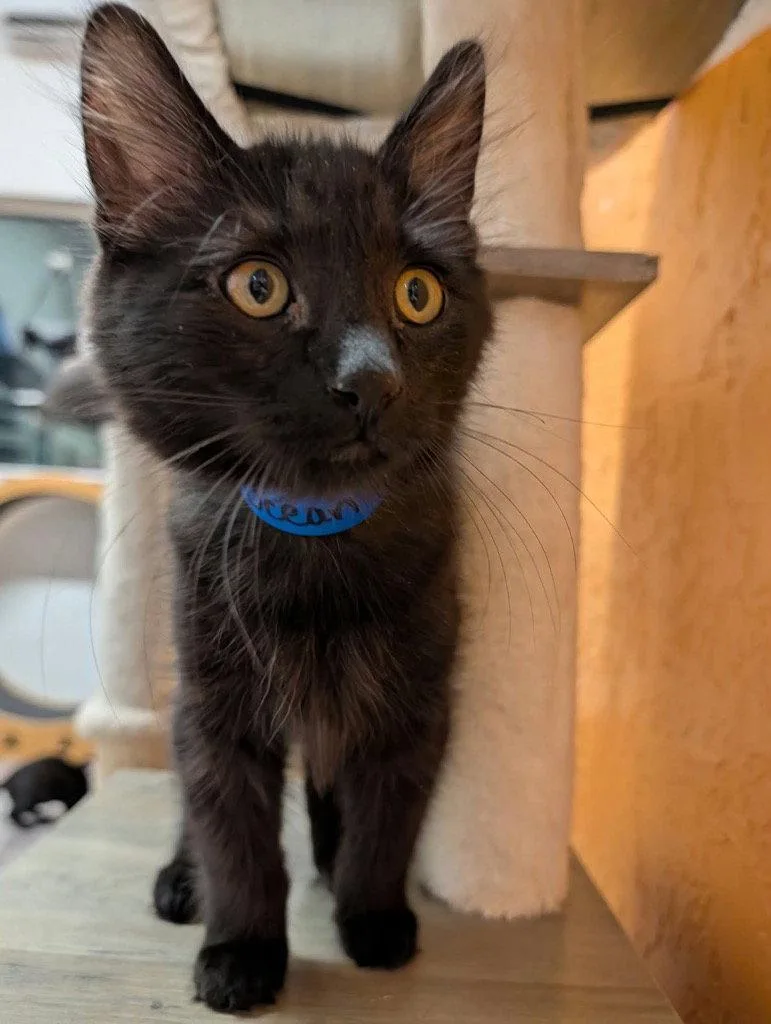 A baby small-sized male Black Domestic Medium Hair cat named Ocean for adoption in Saint George, UT