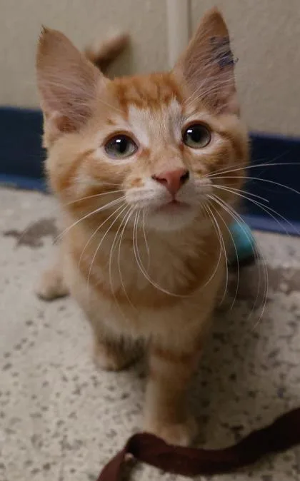 A baby medium-sized male Domestic Short Hair cat named Iowa for adoption in Verona, WI