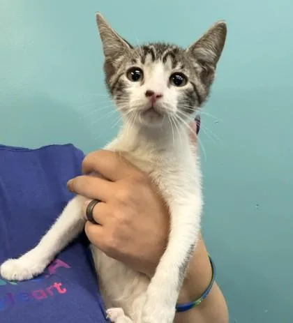 A baby small-sized male Domestic Short Hair cat named Catgut for adoption in New Orleans, LA
