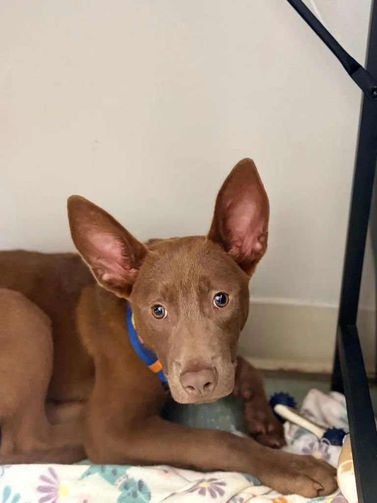 A young small-sized male German Pinscher dog named Buddy for adoption in Albany, GA