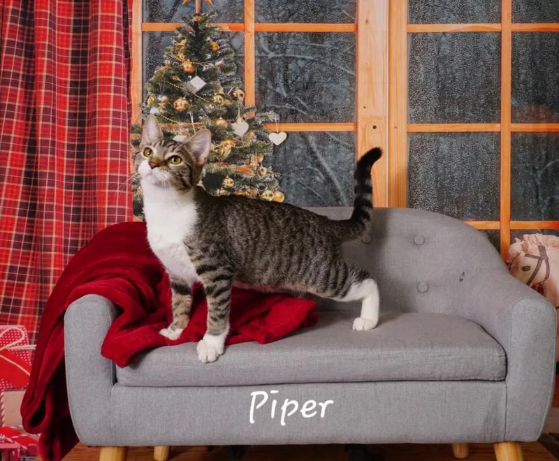 Piper thumbnail 4