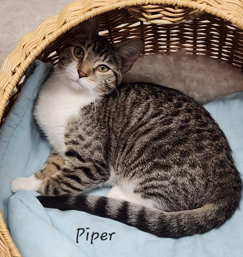 Piper thumbnail 5