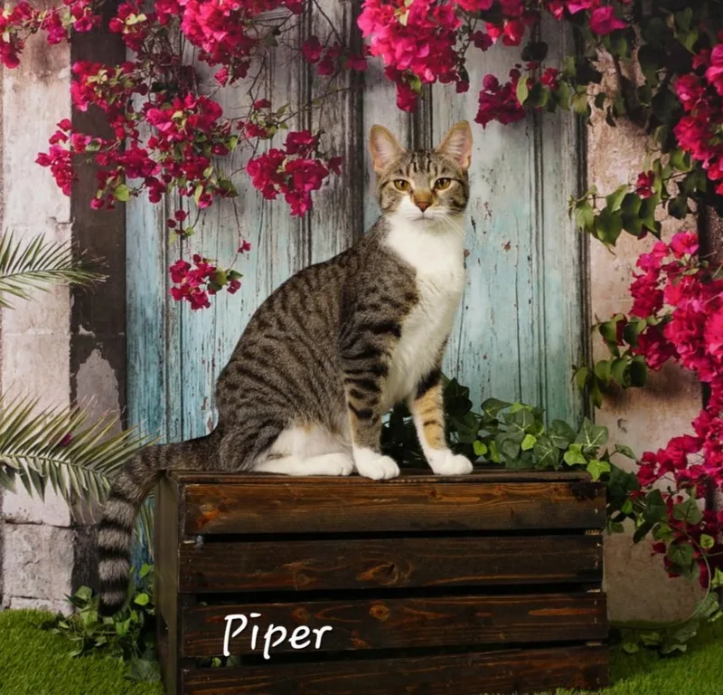 Piper