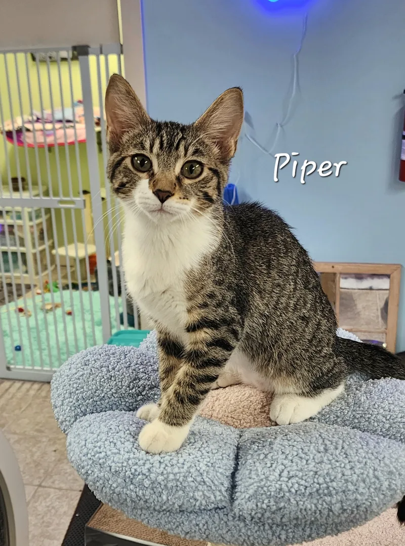 Piper thumbnail 6