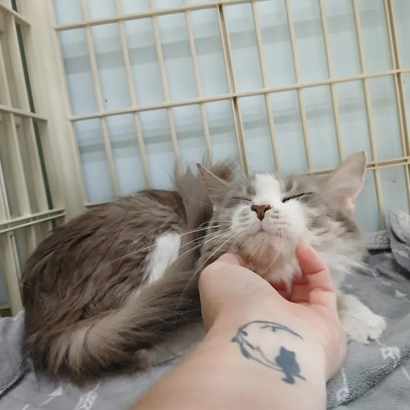 An adult medium-sized female Domestic Medium Hair cat named Lidia for adoption in Valdosta , GA