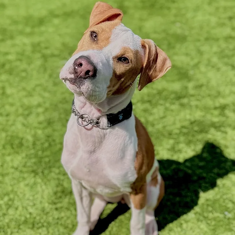 A young medium-sized female White / Cream Mixed Breed dog named Misty for adoption in Matteson, IL