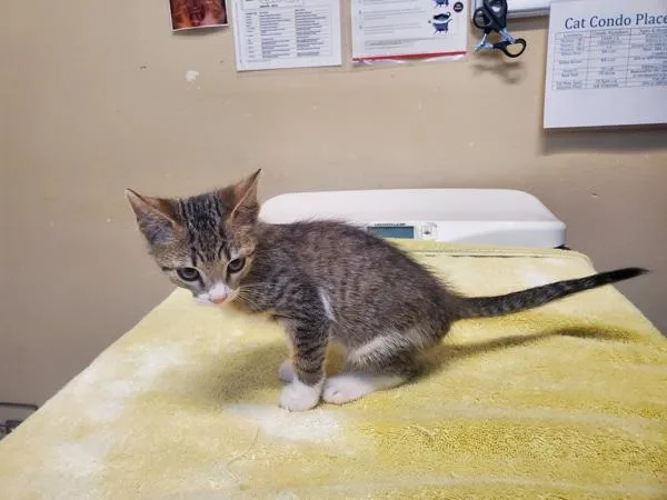 A baby small-sized male Domestic Short Hair cat named Lollipop for adoption in Oceanside, CA