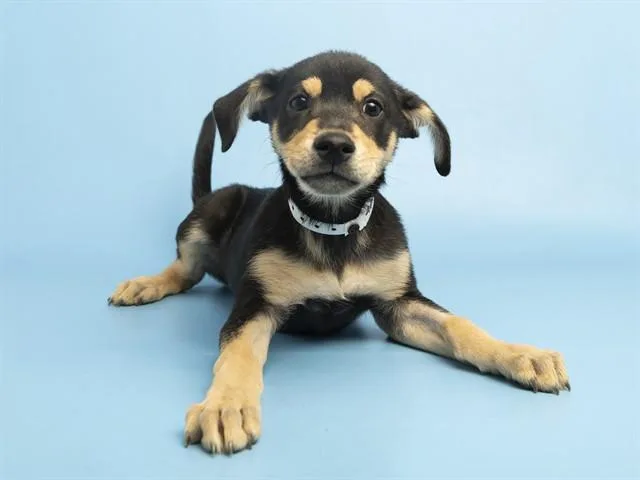 Pancake