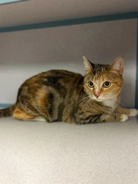 An adult medium-sized female Domestic Short Hair cat named Baby for adoption in Agoura, CA