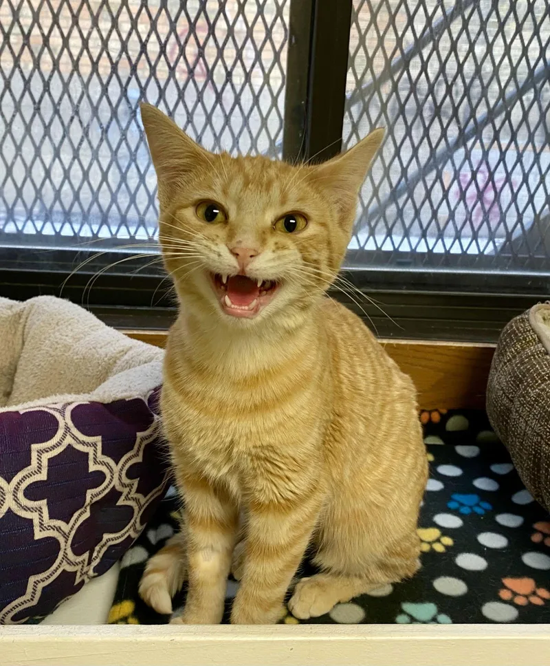 Portabella thumbnail 2