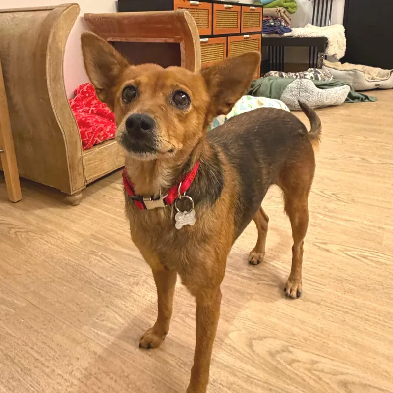 A senior small-sized female Brown / Chocolate Terrier dog named Crystal Ball for adoption in San Francisco, CA