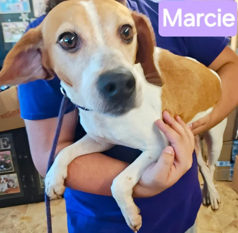 Marcie