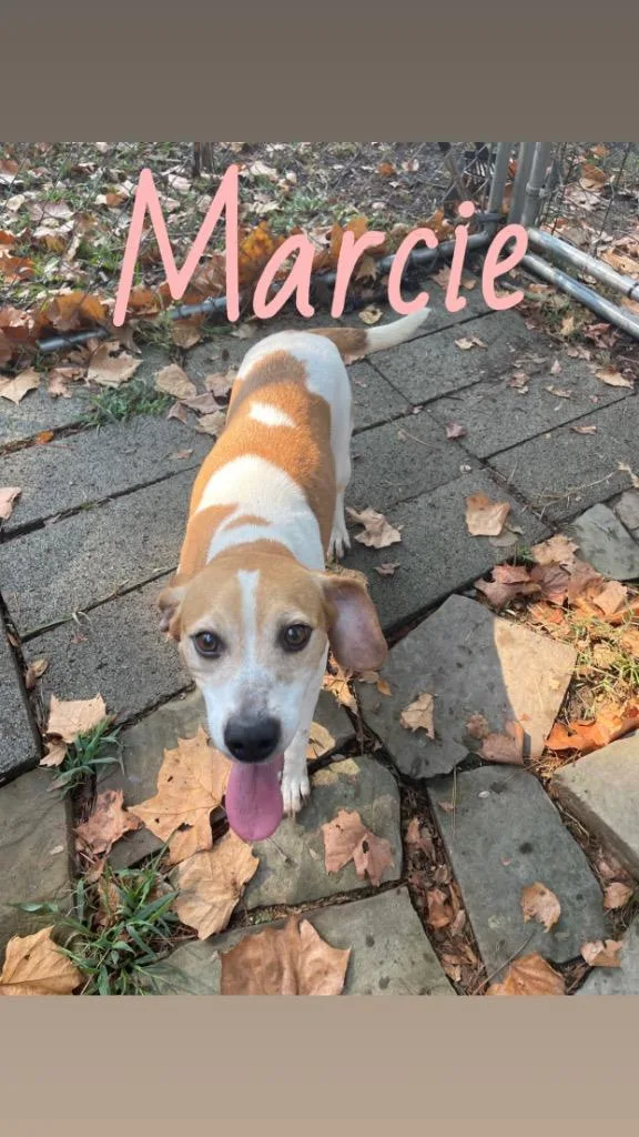 Marcie thumbnail 2
