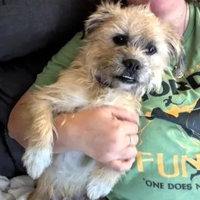 An adult small-sized male Yellow / Tan / Blond / Fawn Terrier dog named Bear for adoption in Long Beach, WA