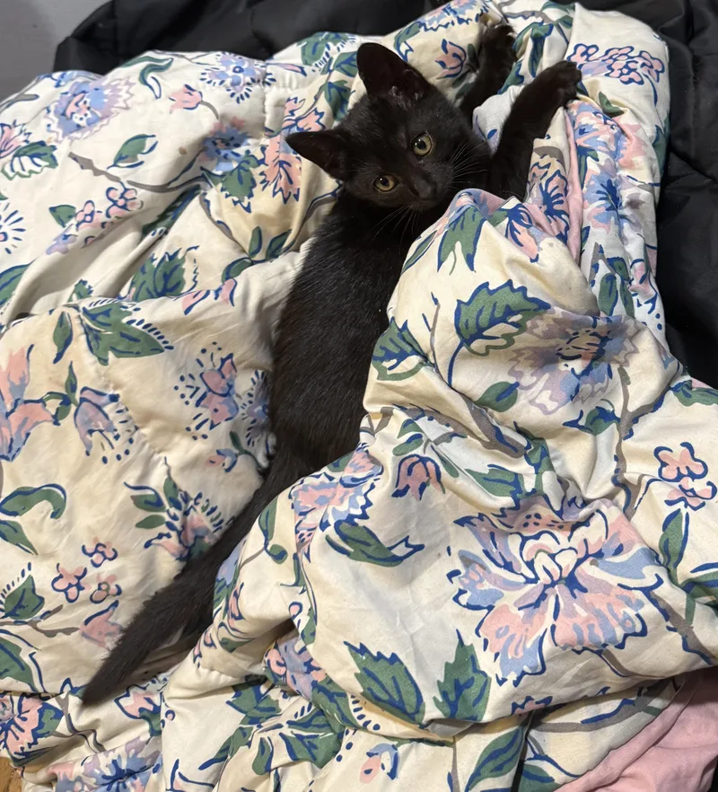 A baby small-sized female Black Domestic Short Hair cat named Melody for adoption in Bayonne, NJ