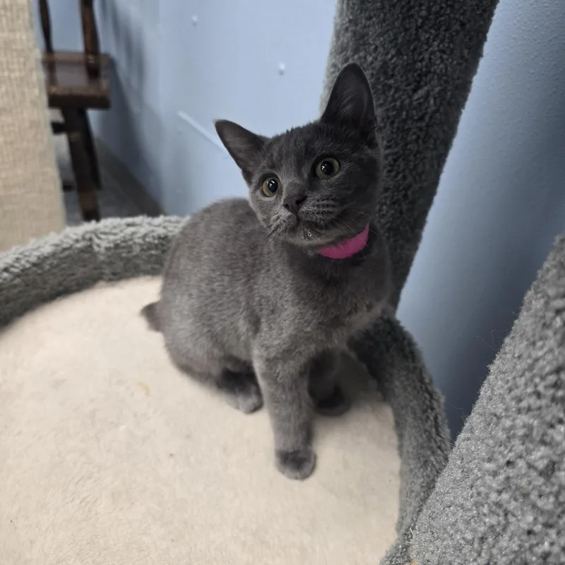 A baby medium-sized female Gray / Blue / Silver Domestic Short Hair cat named Misty for adoption in Farmington, MO