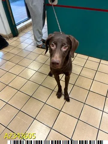 A young medium-sized male Mixed Breed dog named Wilder for adoption in West Palm Beach, FL