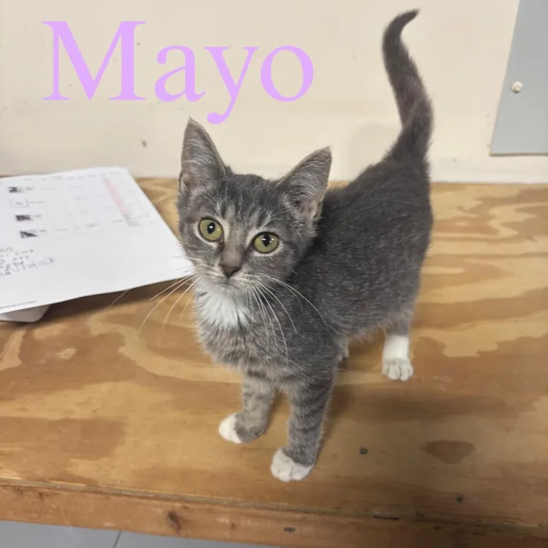 A baby small-sized female Domestic Short Hair cat named Mayo for adoption in Hillsboro, OH