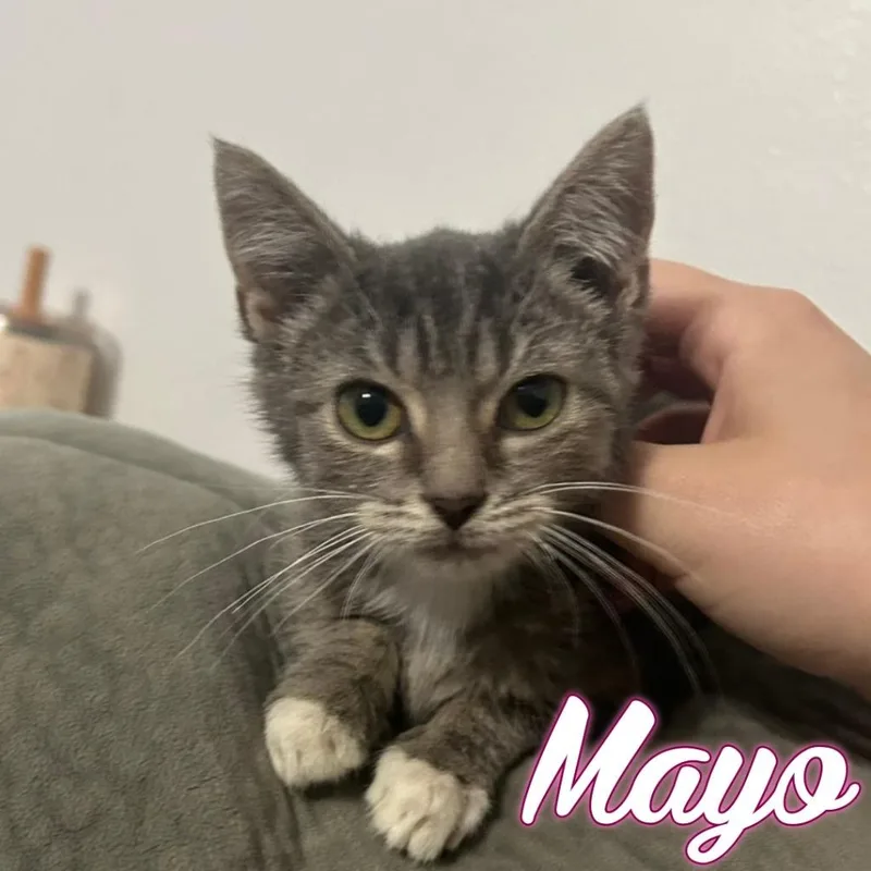 Mayo thumbnail 2
