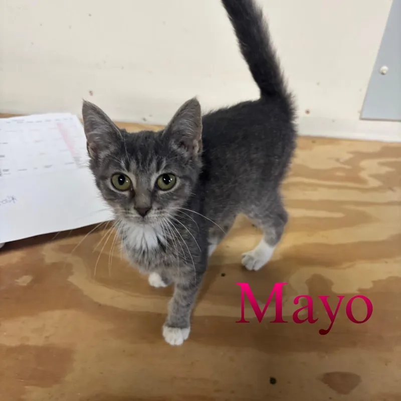 Mayo thumbnail 3