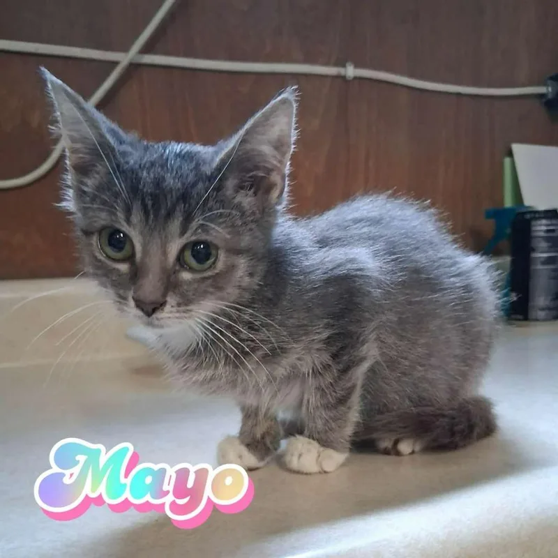 Mayo thumbnail 4