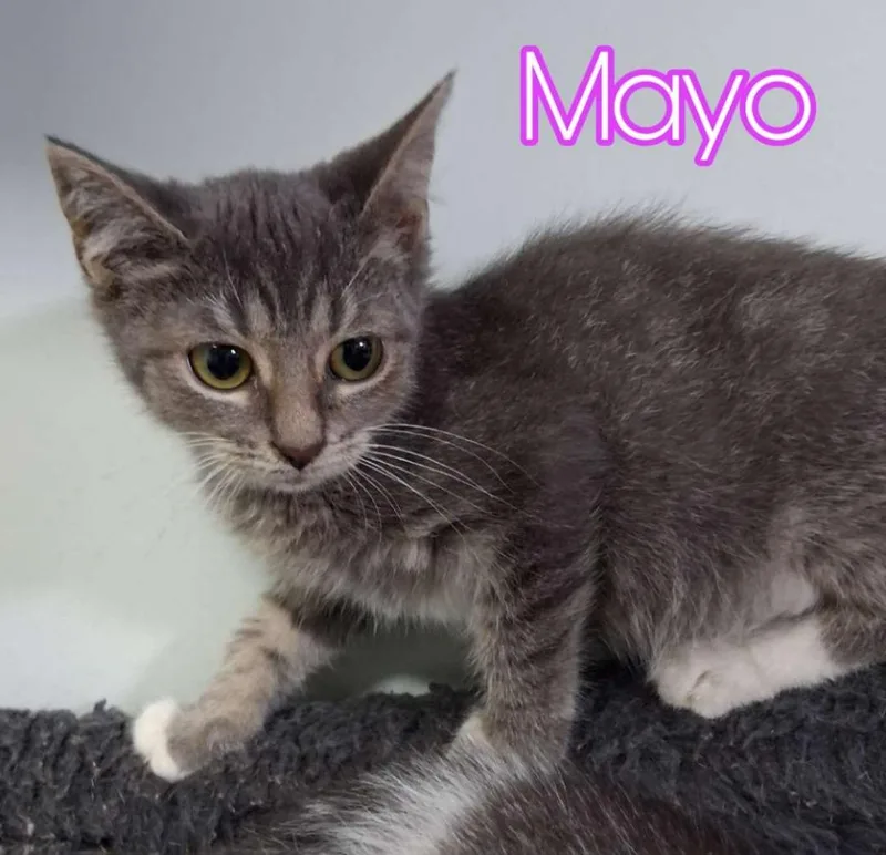 Mayo thumbnail 5
