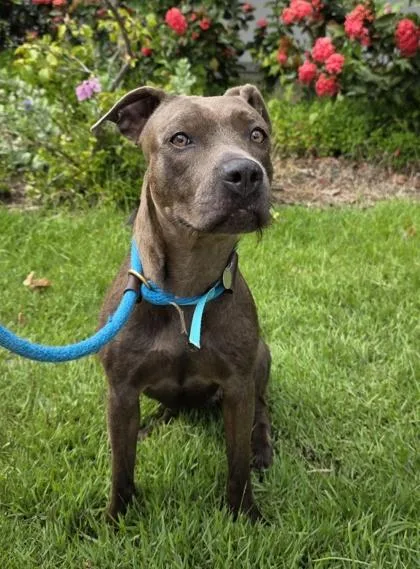 An adult medium-sized female Terrier dog named Arashi for adoption in Honolulu, HI