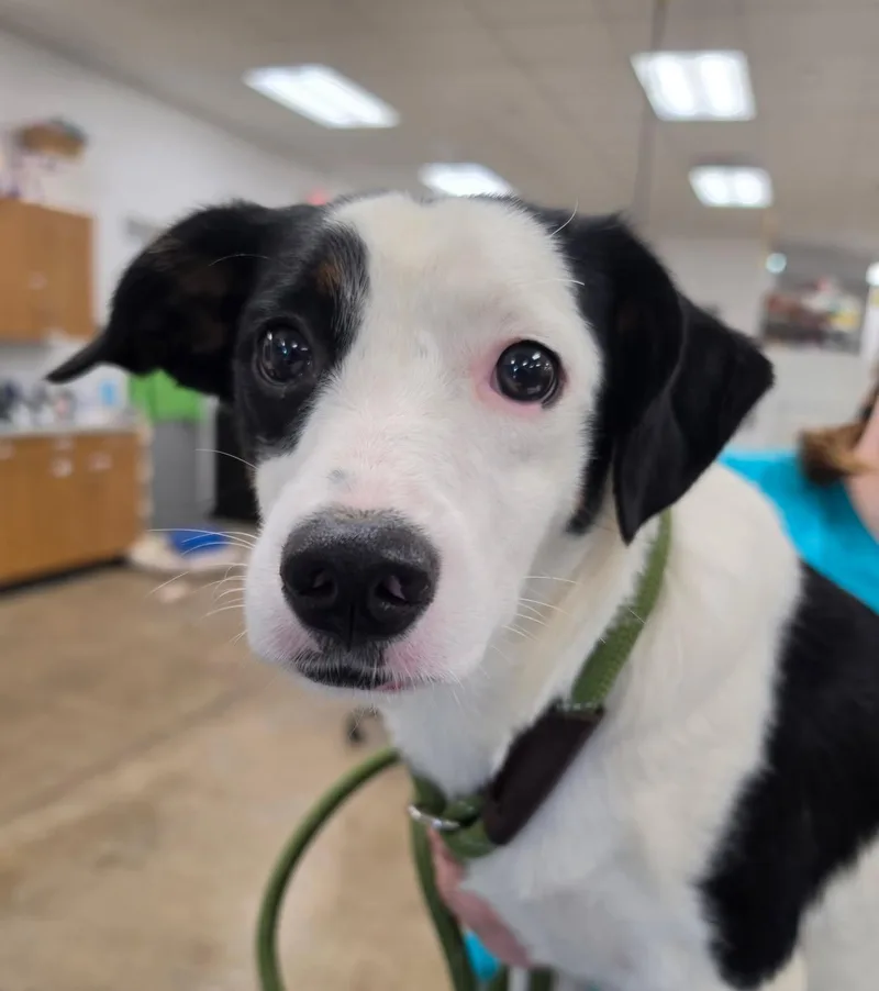 A baby medium-sized female Bernese Mountain Dog dog named Olive for adoption in Ashland, OH