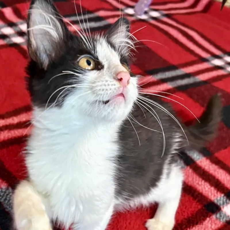 A baby small-sized female Black & White / Tuxedo Domestic Medium Hair cat named Denai for adoption in Liverpool, TX