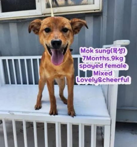 A baby small-sized female Mixed Breed dog named Mok Sung for adoption in Long Island City, NY