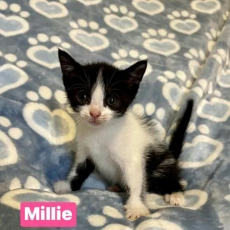 Millie