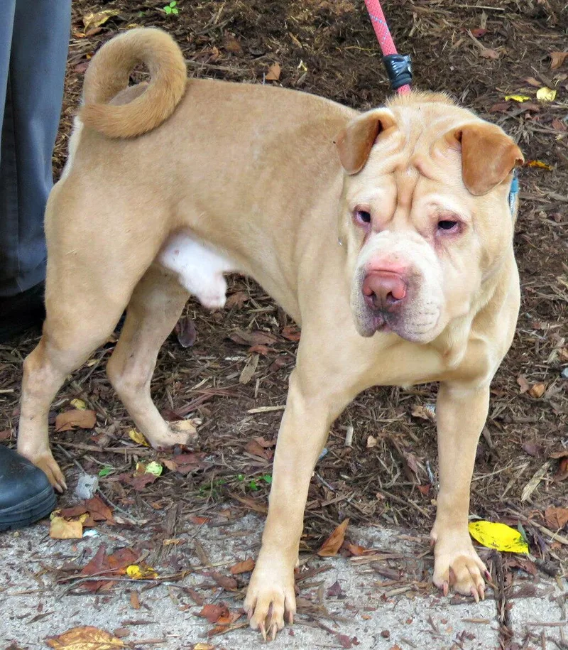 Mr. Miagi thumbnail 2