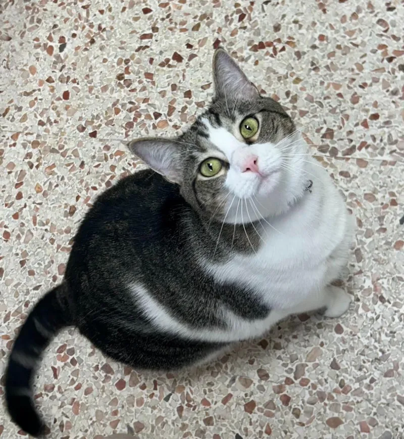 An adult large-sized female Domestic Short Hair cat named Ophelia for adoption in Newnan, GA