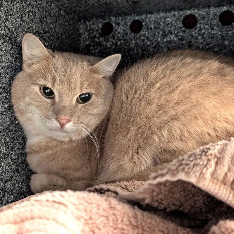 An adult large-sized male Buff / Tan / Fawn Domestic Short Hair cat named Arnold for adoption in Birdsboro, PA