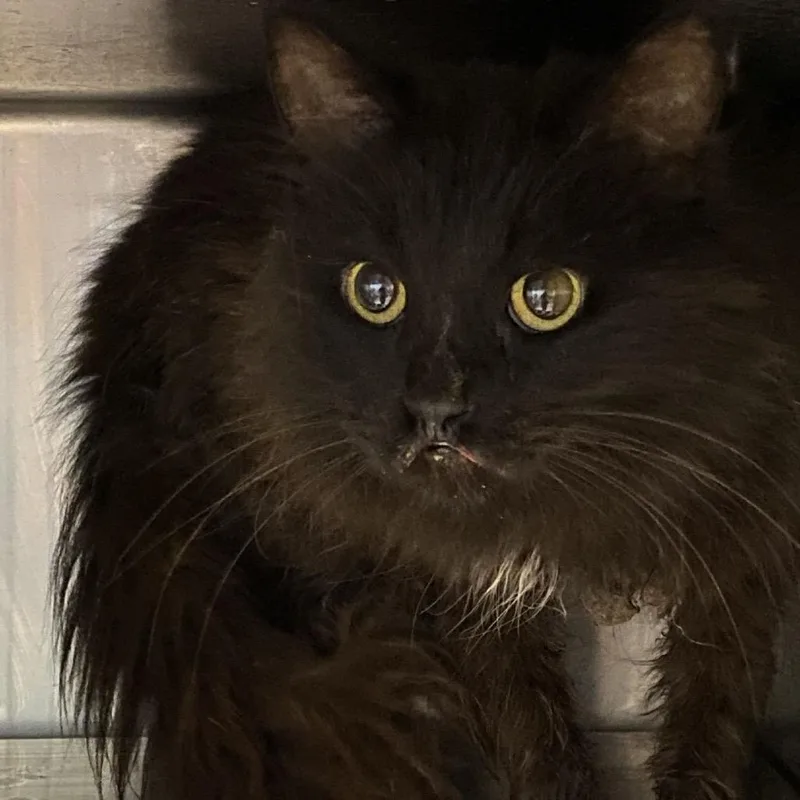 An adult medium-sized female Domestic Long Hair cat named Nemo for adoption in Charleston, WV