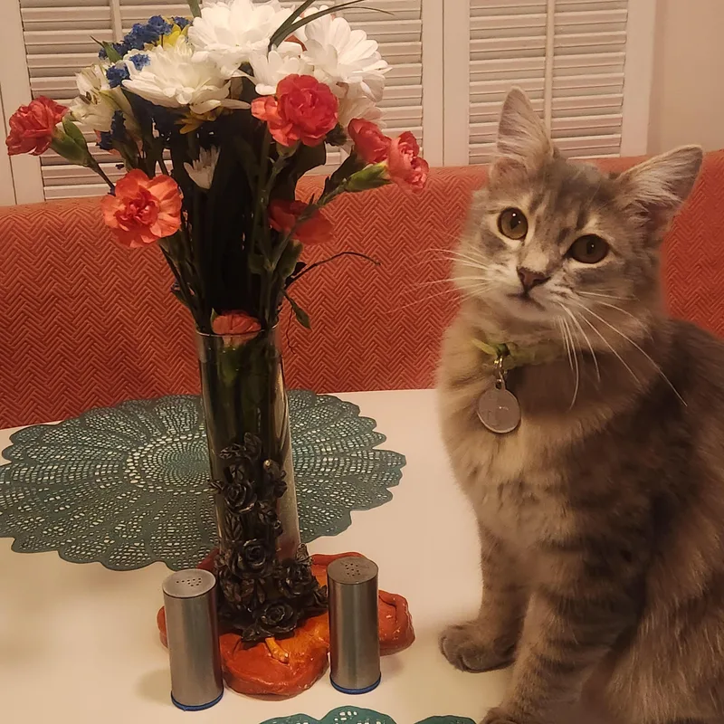 An adult medium-sized male Norwegian Forest Cat cat named Floofy for adoption in Woodland Hills, CA
