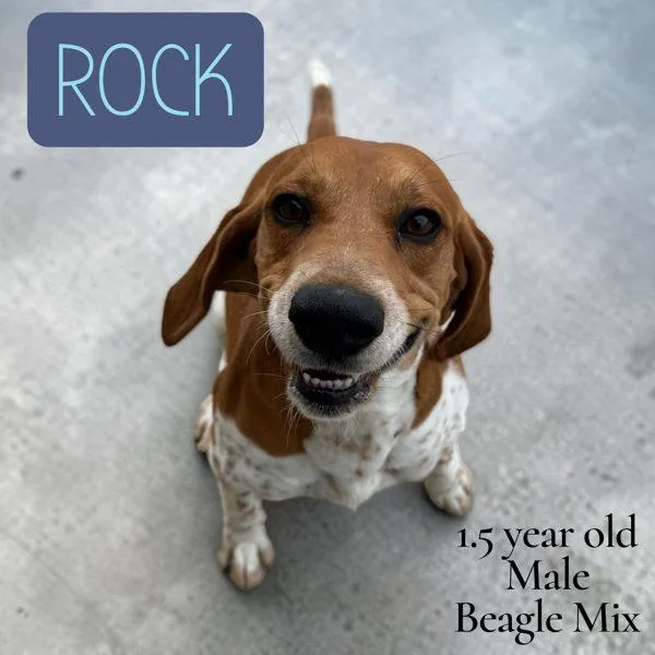 A young medium-sized male Beagle dog named Rock for adoption in Nicholasville, KY