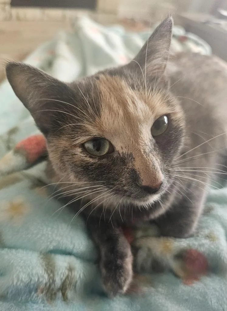 A baby small-sized female Domestic Short Hair cat named Twinkle for adoption in Ogden, UT
