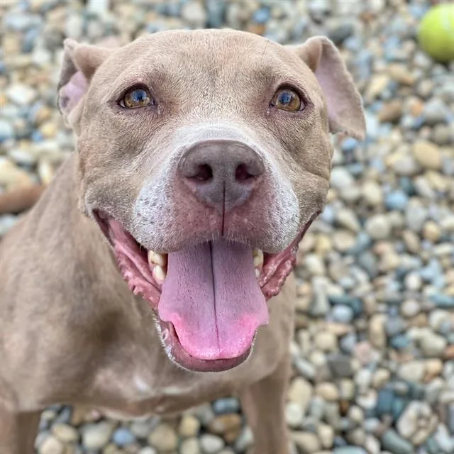 An adult medium-sized female Pit Bull Terrier dog named Maki for adoption in Indianapolis, IN