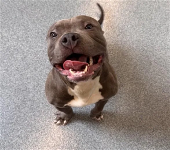 A young medium-sized male Pit Bull Terrier dog named Gilmore for adoption in Toledo, OH