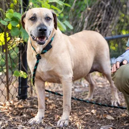 An adult extra large-sized female Mixed Breed dog named Marisol for adoption in Chamblee, GA