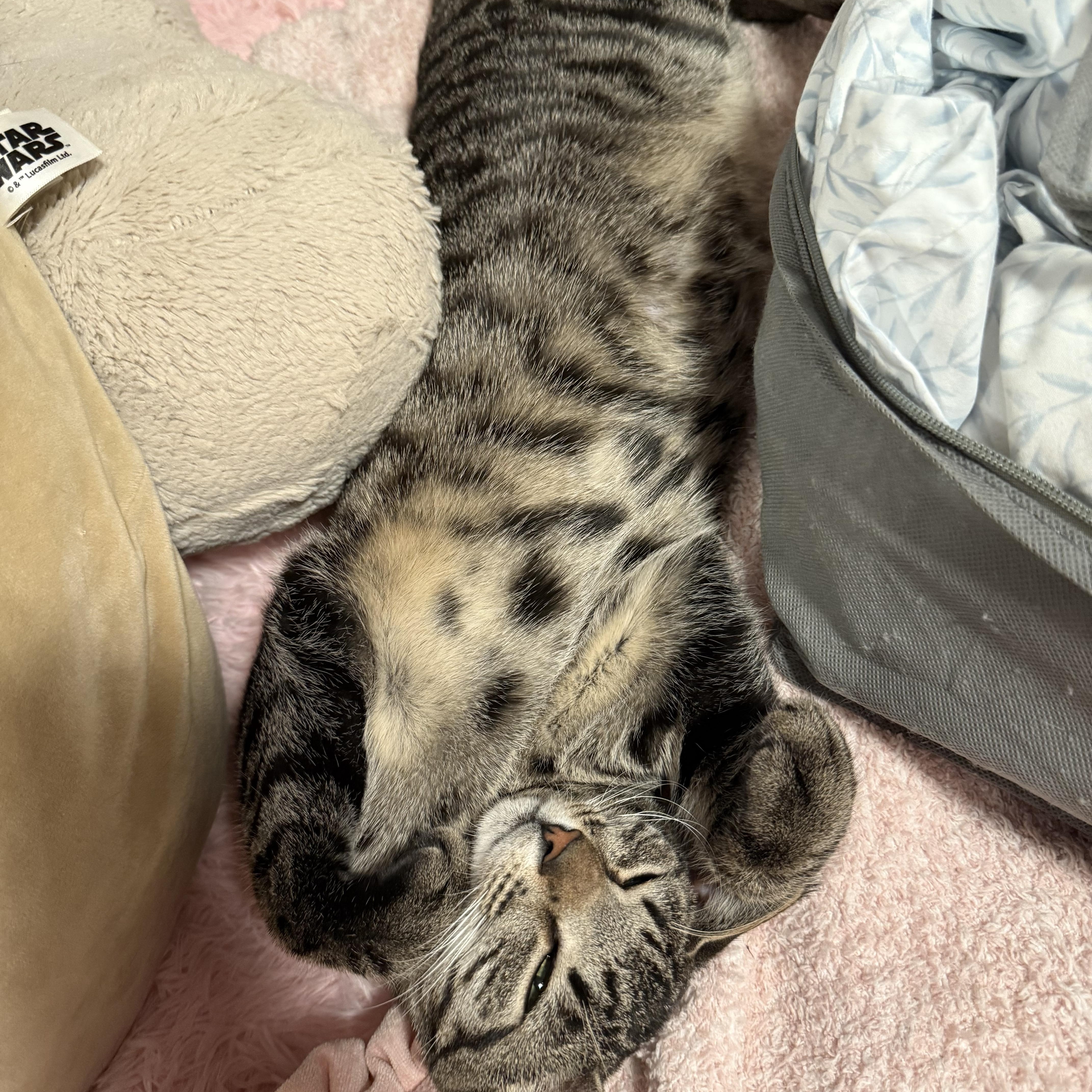 Cleo thumbnail 2