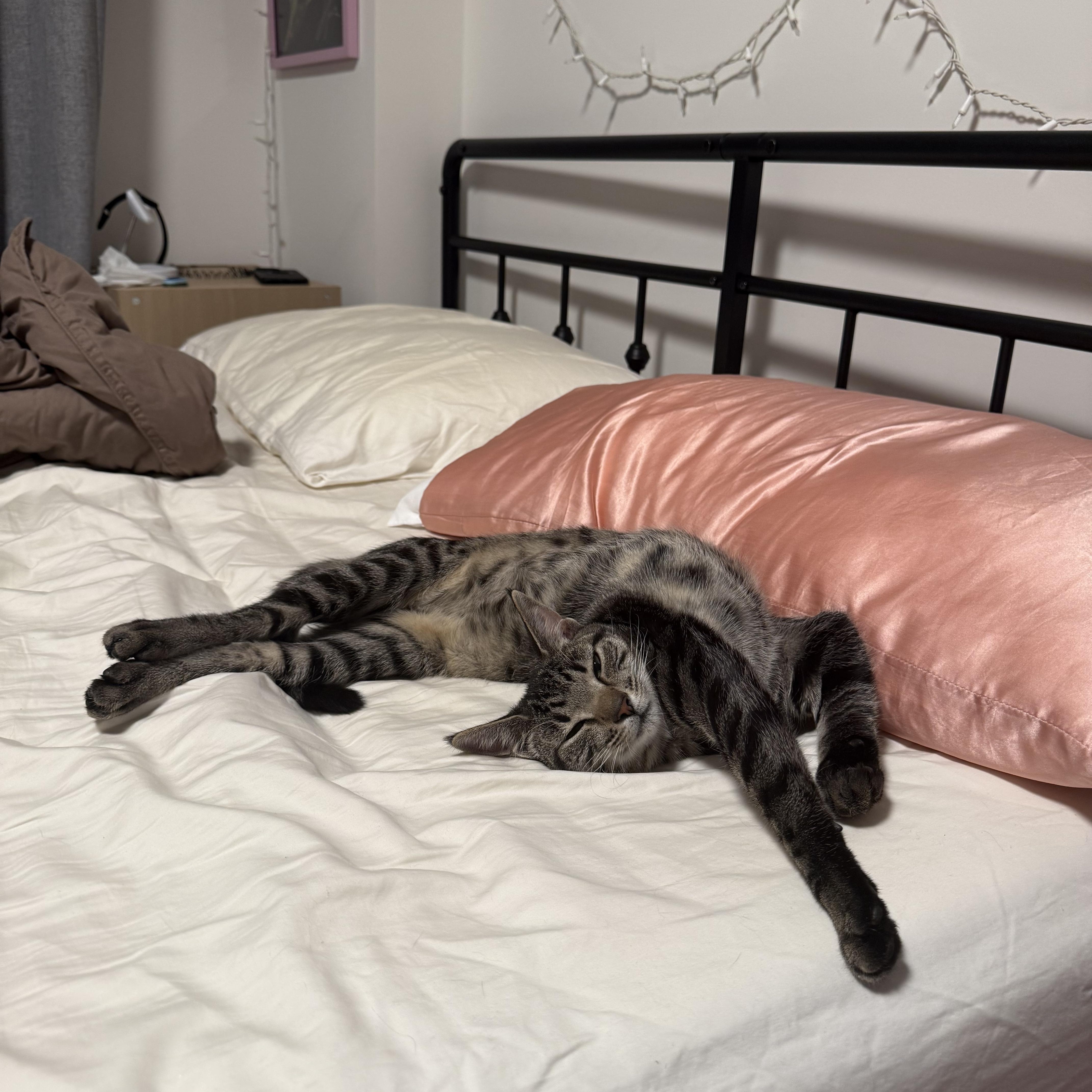 Cleo thumbnail 3