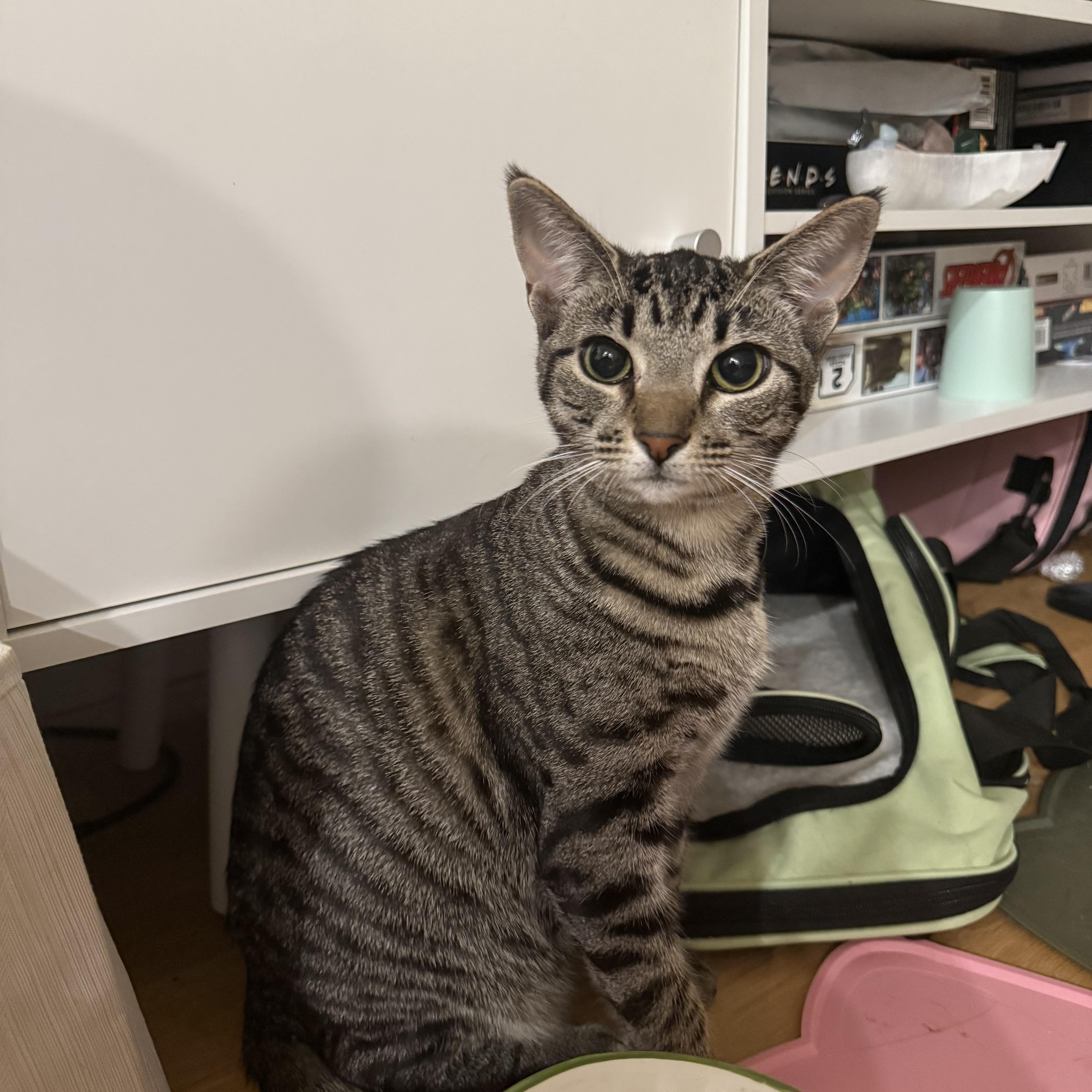 Cleo thumbnail 4