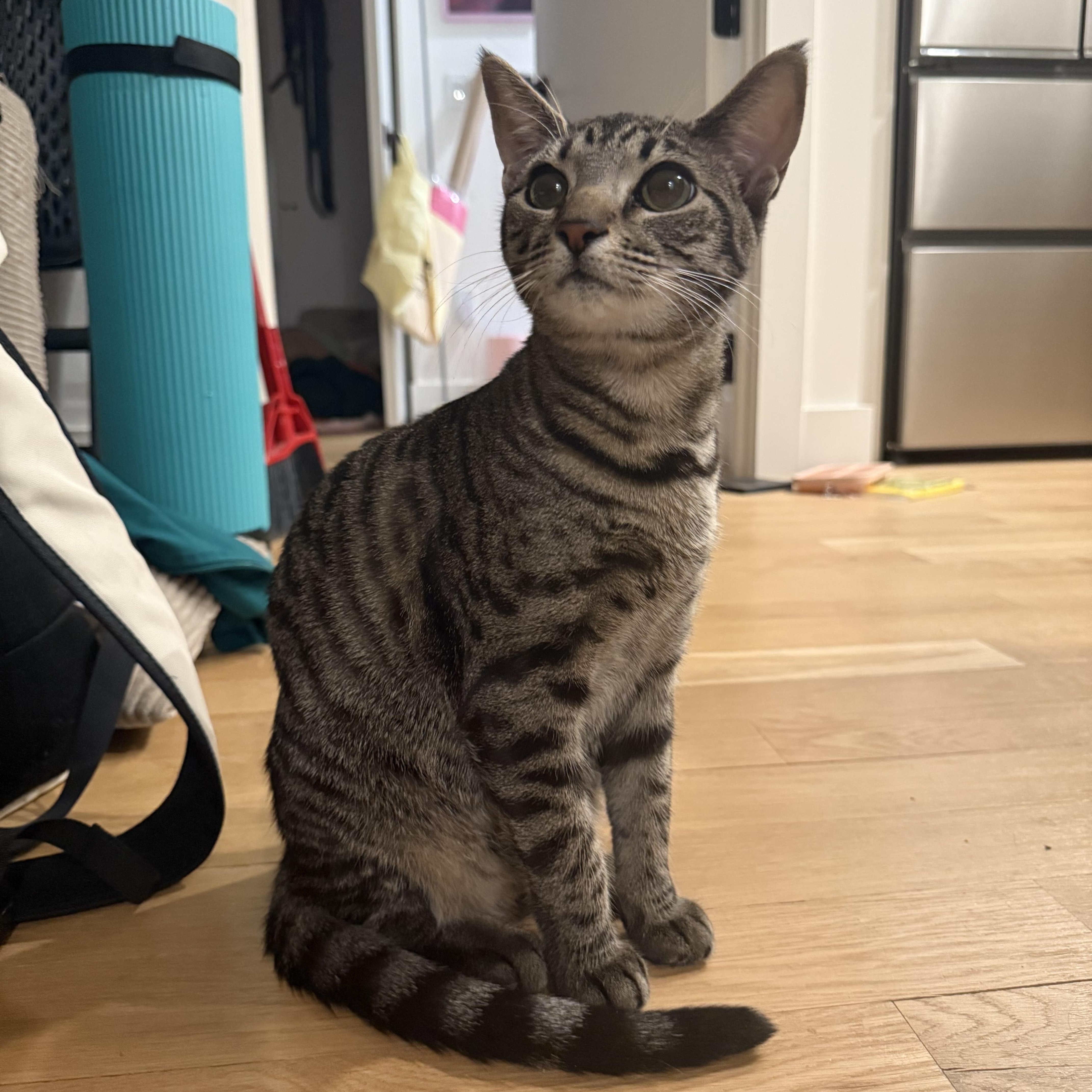 Cleo thumbnail 5