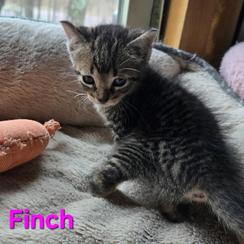 Finch