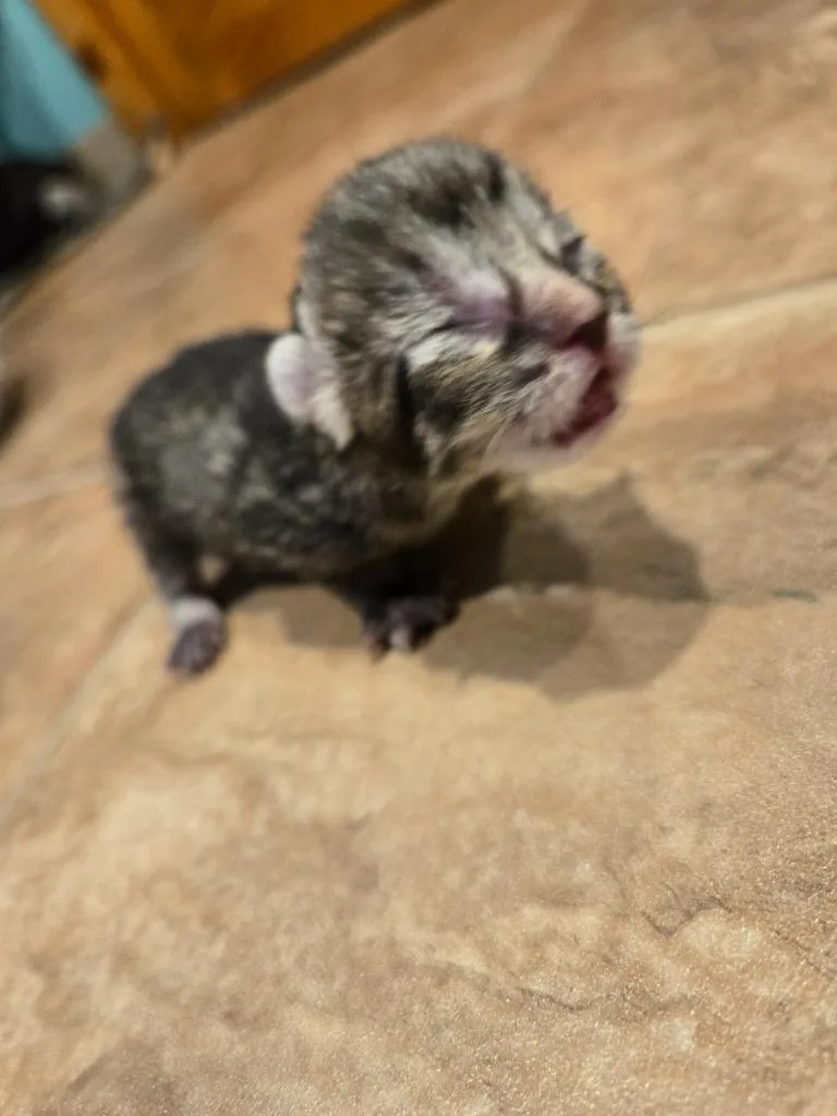 Finch thumbnail 2