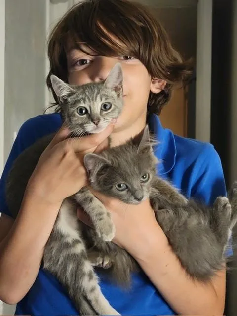 A baby small-sized female Gray / Blue / Silver Domestic Long Hair cat named Mercury for adoption in Mesa, AZ