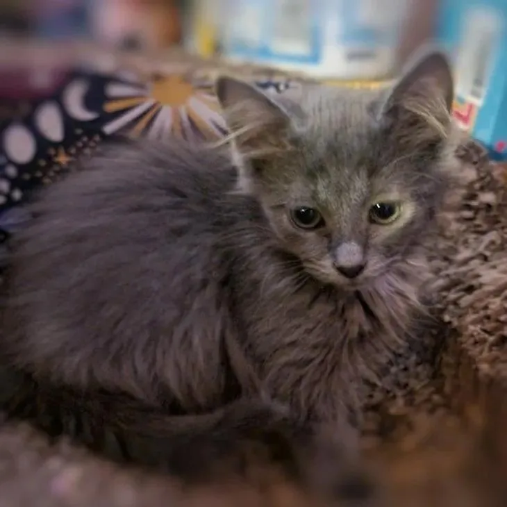 Mercury thumbnail 3